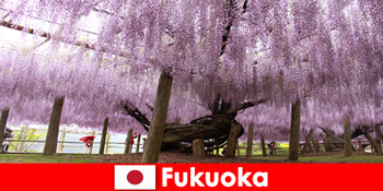 Perjalanan alam untuk orang asing di alam Fukuoka Jepang yang belum tersentuh