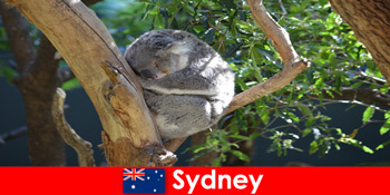 Destinasi Sydney Australia di kebun binatang eksotis dengan pengalaman bermalam