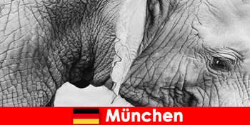 Perjalanan khusus bagi pengunjung ke kebun binatang paling asli di Jerman Munich