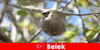 Wisatawan alam mengalami dunia pohon dan burung di Belek Turki