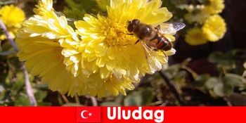 Temukan fauna dan flora yang indah di Uludag Turki