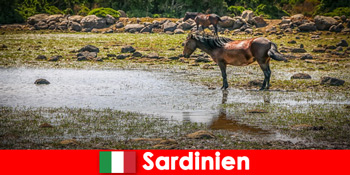 Rasakan hewan liar dan alam dari dekat sebagai orang asing di Sarden Italia