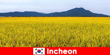 Liburan alam Incheon Korea Selatan untuk pecinta antara flora dan fauna