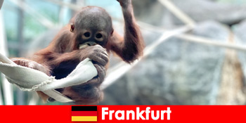 Frankfurt Wisata keluarga di kebun binatang tertua kedua di Jerman